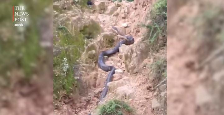 भीड़ देख घबराया किंग कोबरा, बचने के लिए निकाली ऐसी तरकीब की हैरान रह गए लोग,देखिए-VIRAL VIDEO