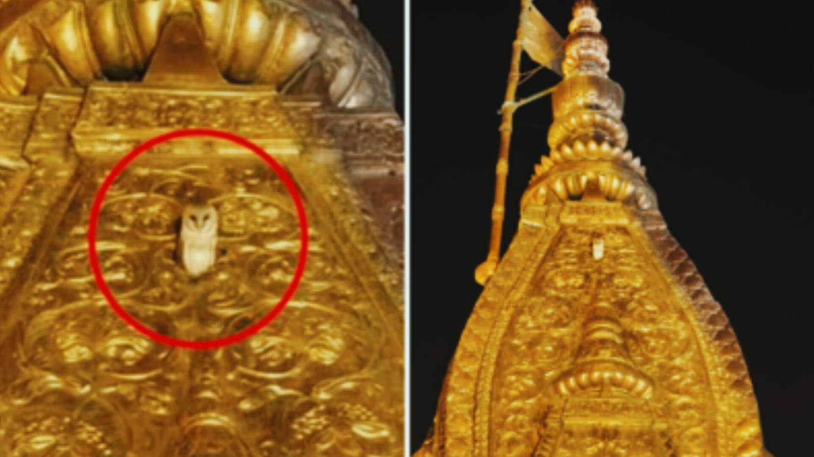 बाबा विश्वनाथ मंदिर के शिखर पर 3 दिनों से बैठा सफेद उल्लू दे रहा खास संकेत, जानिए क्या हैं इसके मायने