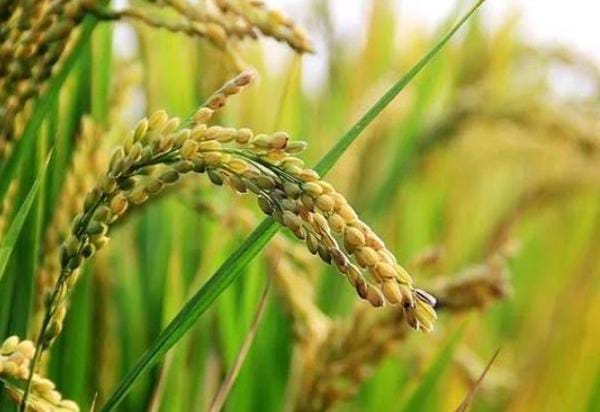 अपडेट : 14 सितम्बर 2025 तक बढ़ाई गई CMR आपूर्ति की अवधि,पढ़े कैसे बिहार सरकार को मिलेगी राहत