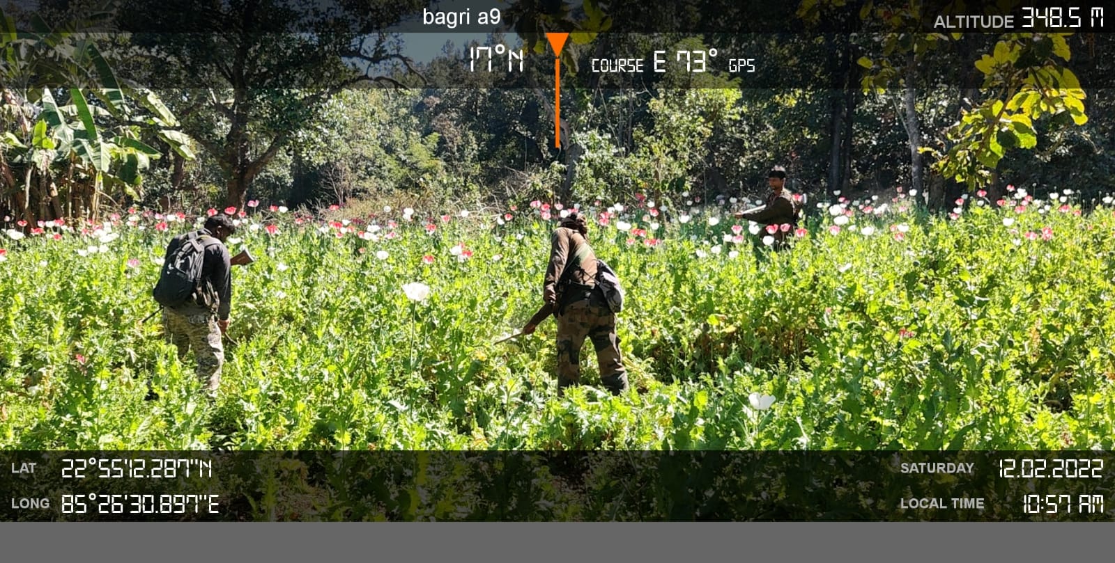 71 एकड़ में लगी अफीम की खेती को पुलिस ने किया नष्ट