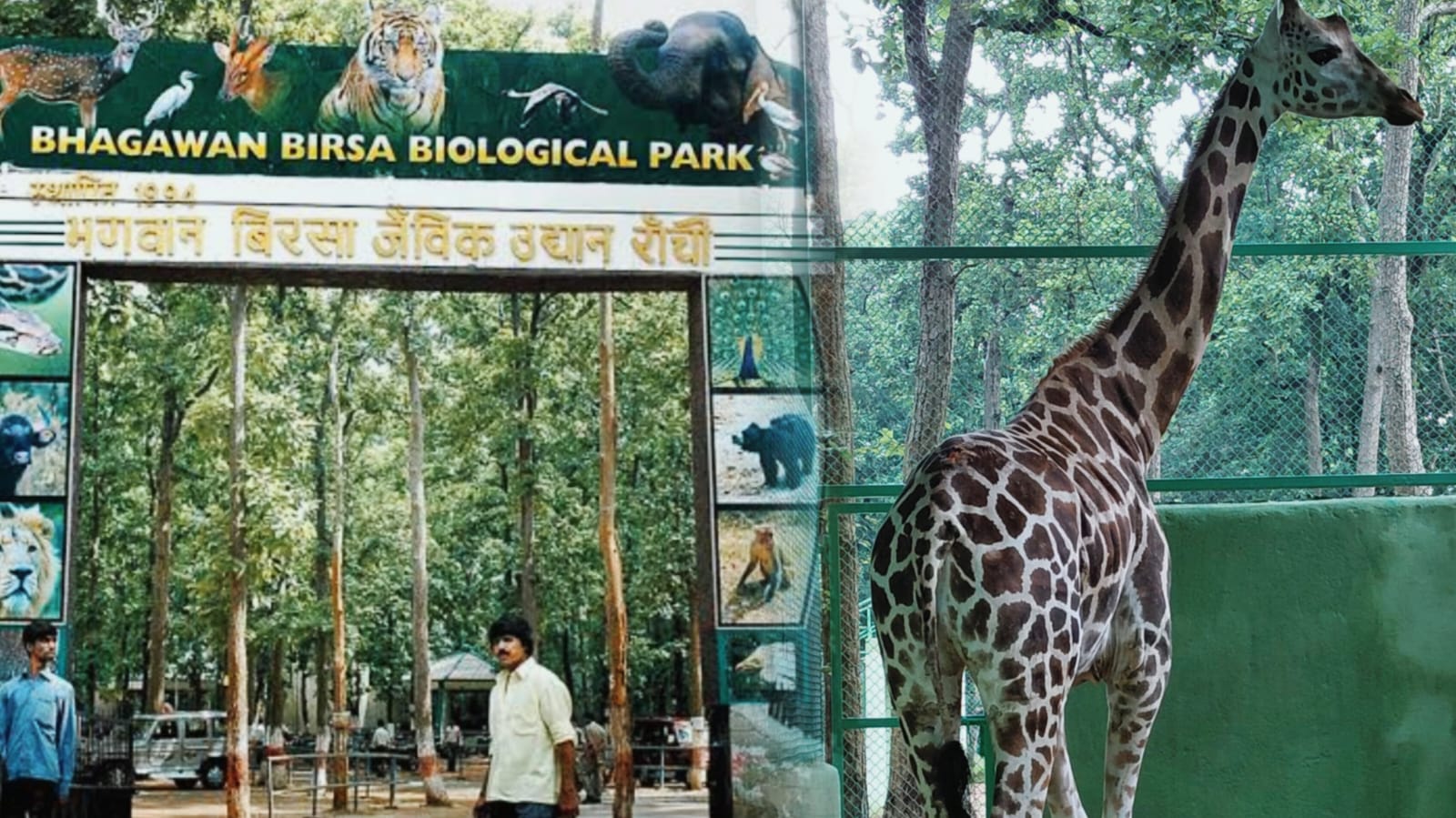 राँची: ओरमांझी चिड़िया घर में जिराफ़ की मौत, पोस्टमार्टम रिपोर्ट के बाद हडकंप, जिम्मेदार कौन !