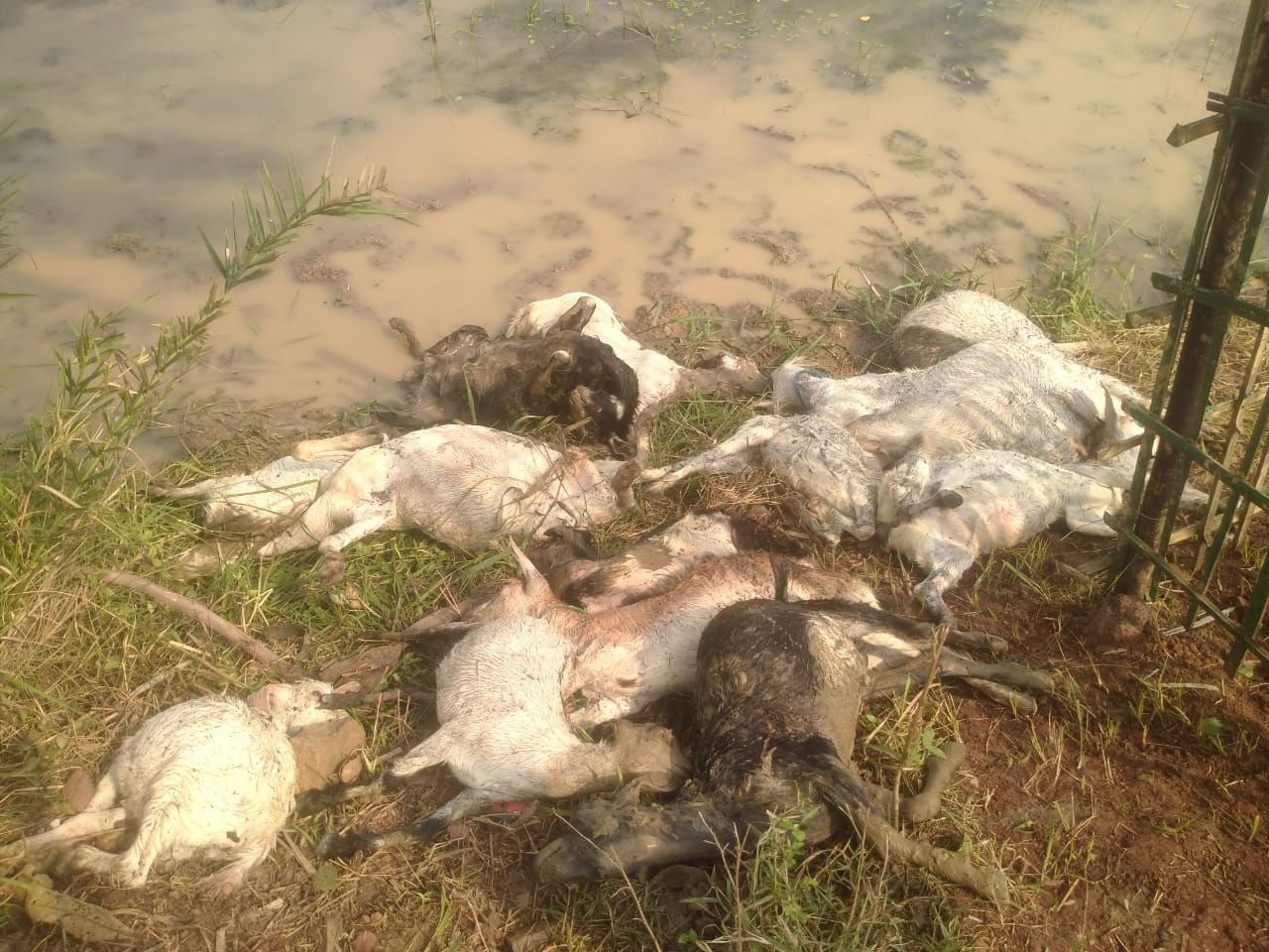 साहिबगंज के राजमहल में ठनका गिरने से 17 मवेशियों की मौत, दो महिला गंभीर रूप से घायल