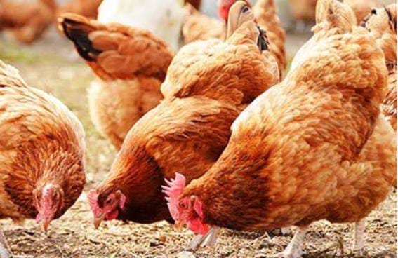 मुर्गी पालन को बढ़ावा देने के लिए बिहार सरकार की बड़ी पहल,सरकार अनुदानित दर पर देगी चूजे