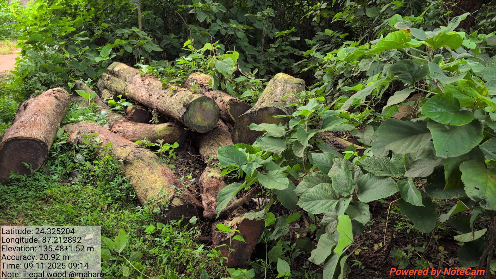 वन विभाग की बड़ी कार्रवाई, ₹ 12 लाख की लकड़ी जब्त, कारोबारी गिरफ्तार