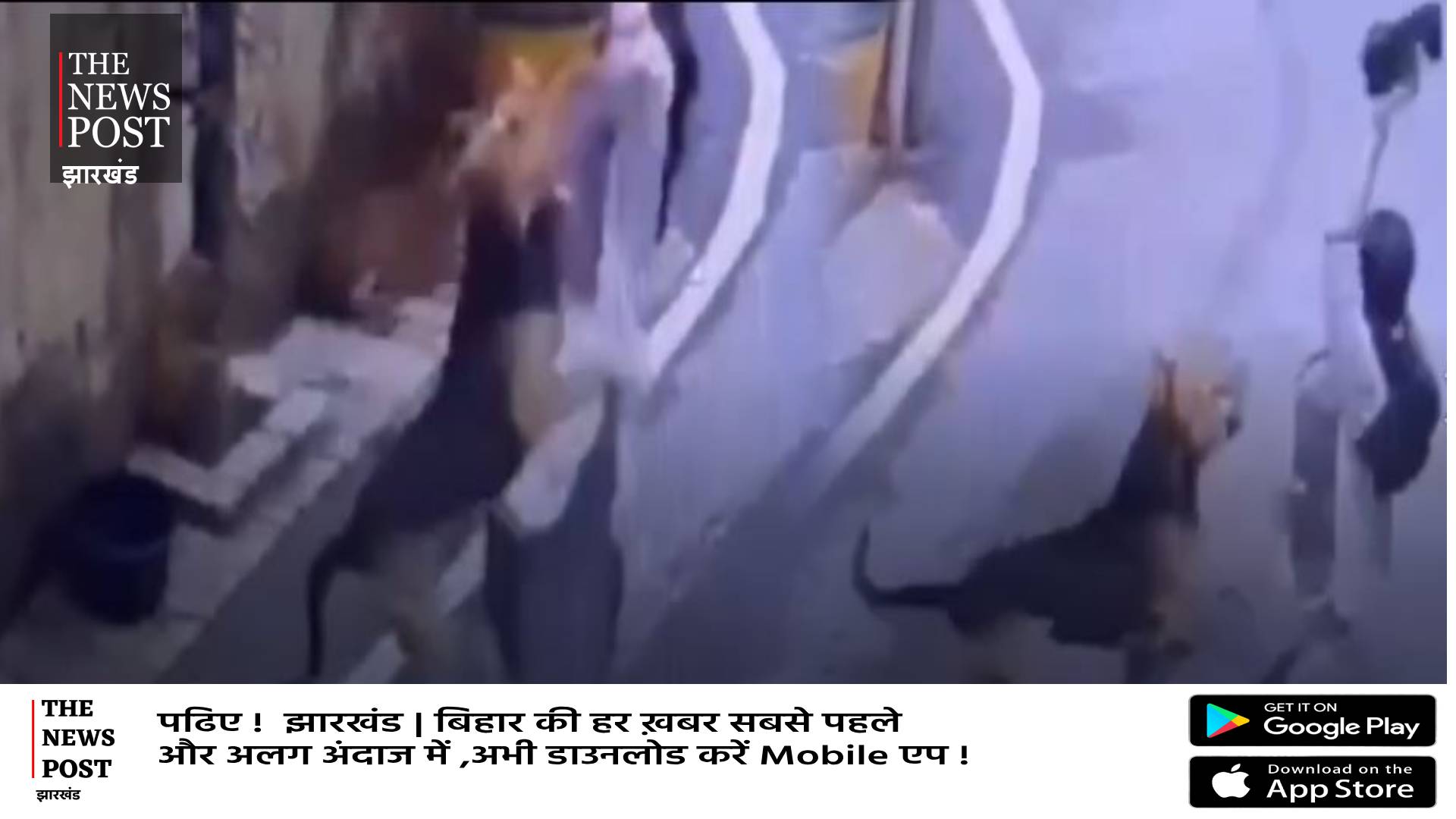 रांची में कुत्ते को खाना खिला रही थी लड़की, तभी कुत्ते ने कर दिया हमला, देखिए खौफनाक वीडियो 