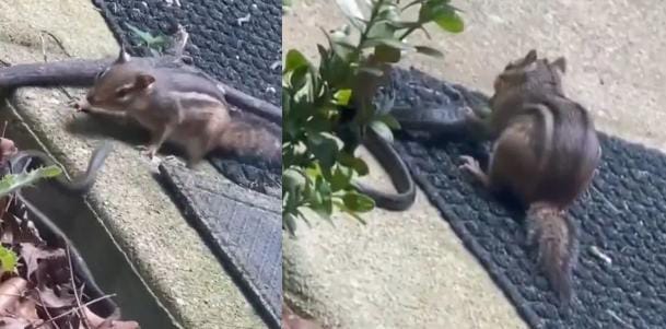 अरे बाप रे ! काले नाग से अकेले ही भिड़ गई छोटी सी गिलहरी, फिर जो हुआ देखकर दंग रह गए लोग, आप भी देखिए-VIRAL VIDEO