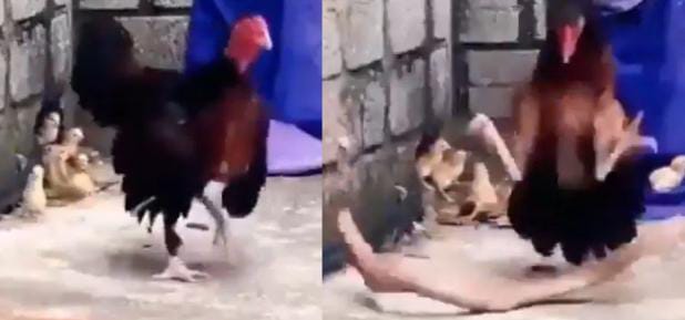 ये होती है मां ! कोबरा ने चूजों पर किया हमला तो पहाड़ बन खड़ी हो गई मुर्गी, काटकर हालत कर दी खराब, देखिए-VIDEO