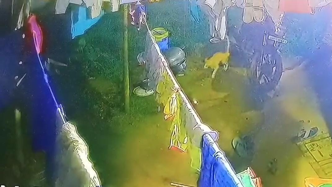 रांची में घुसा बाघ! दिन भर हलकान रहे लोग, जानिए वन विभाग ने क्या कहा