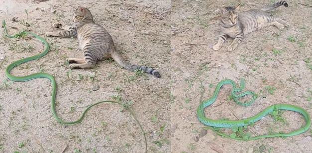 सांप से छेड़खानी बिल्ली मौसी को पड़ा महंगा, सांप ने सिखाया ऐसा सबक कि बोलती हो गई बंद देखिए-VIDEO