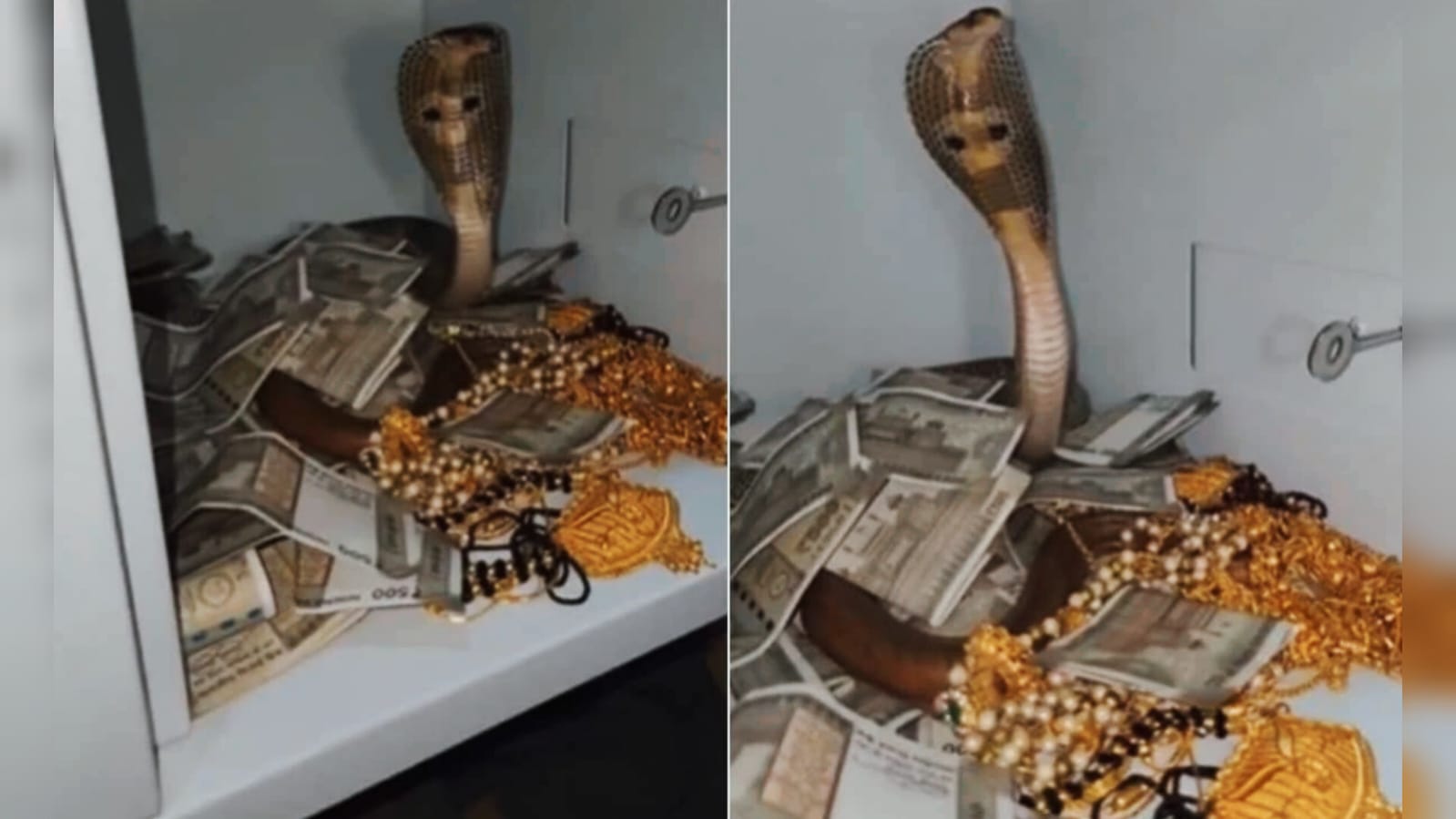 सोने-नोटों से भरी तिजोरी में बैठे मिले नागराज, फन उठाकर किया वार, वीडियो देखकर कांप जाएंगे आप