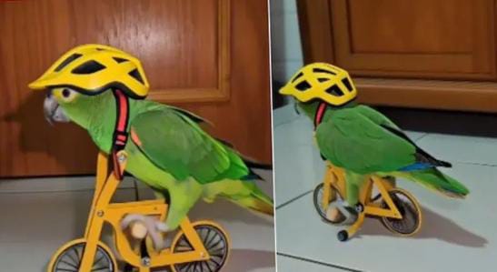 हैवी ड्राइवर निकले मिट्ठू मियां! माथे पर हेलमेट पहन जब चलाई साइकिल तो देखते रह गए लोग, आप भी देखिए मजेदार-VIDEO