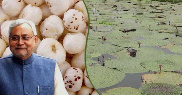 मखाना उत्पादन को बढ़ावा के लिए बिहार सरकार की नई योजना,नए किसानों को मिलेगी सहायता राशि,इस दिन से करें आवेदन   