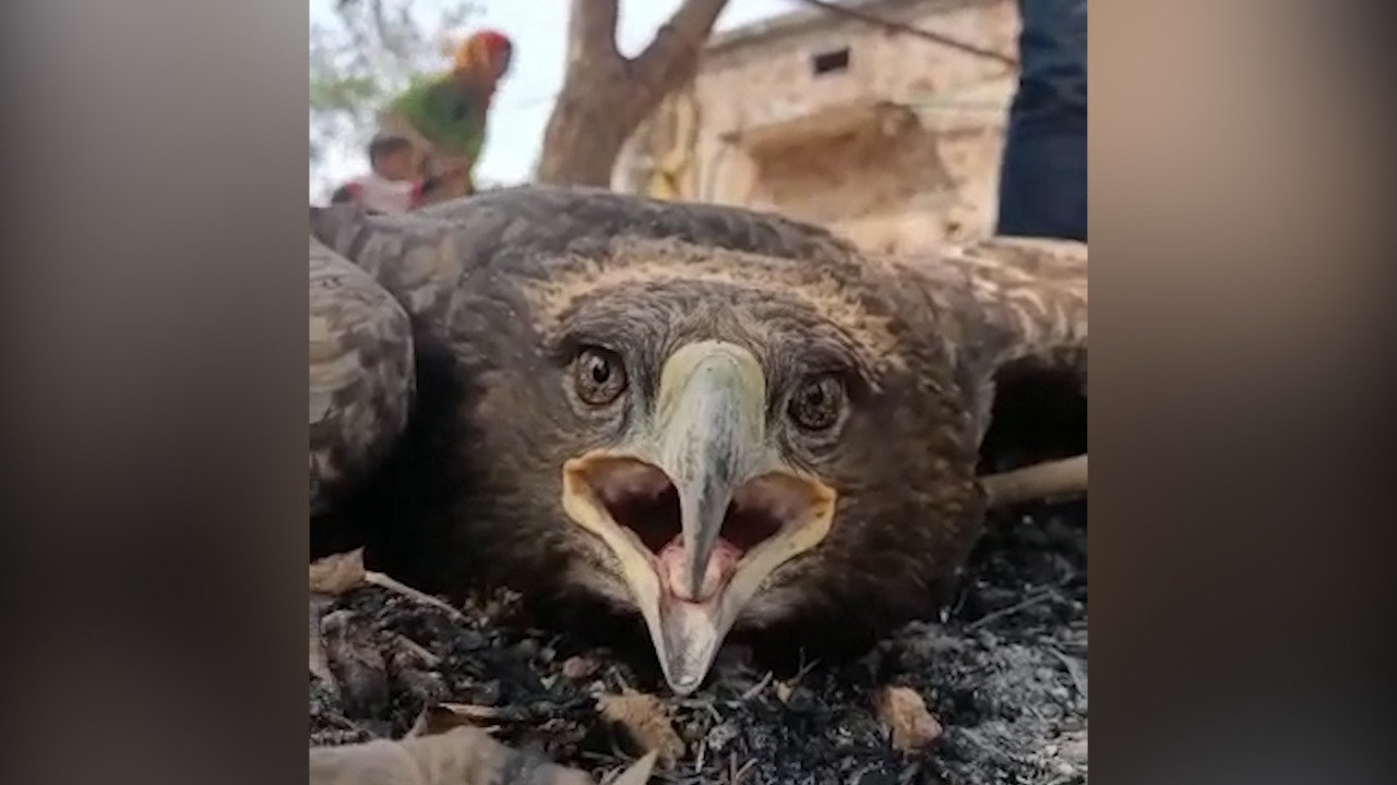 लोहरदगा में मिला विशालकाय पक्षी, देखिए वीडियो में  ऐसे जीव को जो अब तक न देखा गया, न सुना