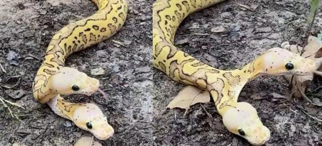 कुदरत का करिश्मा! जंगल में घूमता दिखा ऐसा अनोखा सांप की देखते ही फटी रह गई लोगों की आंखें, आप भी देखिए -VIDEO