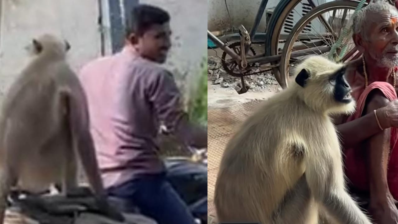 दुमका: एक लंगूर के विविध रूप, वीडियो देख हर कोई हैरान