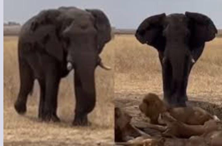 जंगल का असली राजा कौन ! 10 शेरों पर भारी पड़े गजराज, सिखाया ऐसा सबक की टेकने पड़ गए घुटने, देखें मजेदार VIDEO