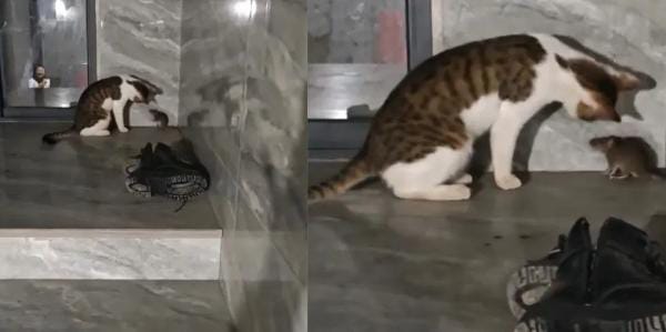 डर से कोने में दुबका रहा चूहा, उसपर थप्पड़ की बरसात करती रही बिल्ली,असली Tom & Jerry को देख माथा पीटने लगे लोग, देखे VIDEO