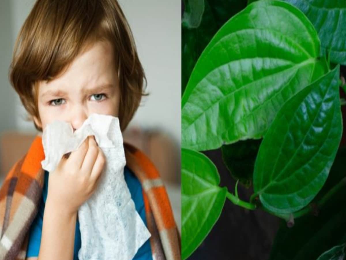 सर्दी-खांसी के लिए रामबाण है पान का पत्ता, ऐसे करेंगे इस्तेमाल तो तुरंत मिलेगा आराम 