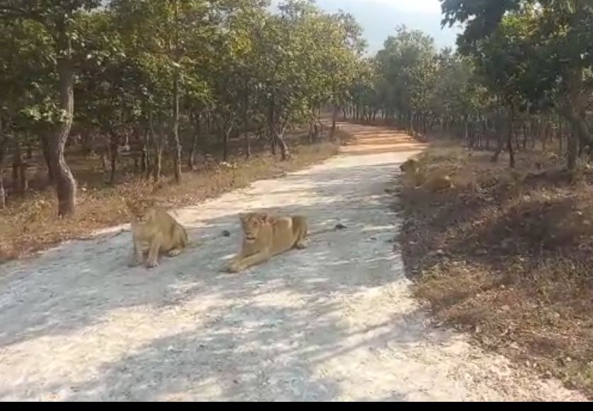 नीतीश कुमार ने राजगीर जू सफारी का किया उद्घाटन, खुले में घूमेंगे जंगली जानवर, गाड़ी में बैठ सैलानी उठाएंगे लुफ्त