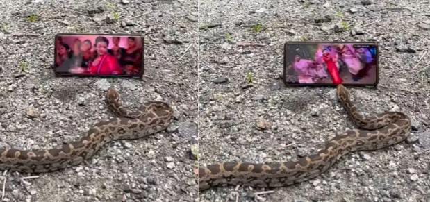 OMG! जब काले नाग पर चढ़ा भोजपुरी गाने का खुमार तो कर दी ऐसी हरकत, VIRAL हो गया VIDEO-आप भी देखिए