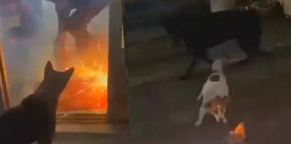 अरे डॉगेश भाई तो खतरों के खिलाड़ी निकले ! कुत्ते ने मुँह में फुलझड़ी लेकर मचाई ऐसी तबाही, कि दंग रह गए लोग, देखें VIDEO