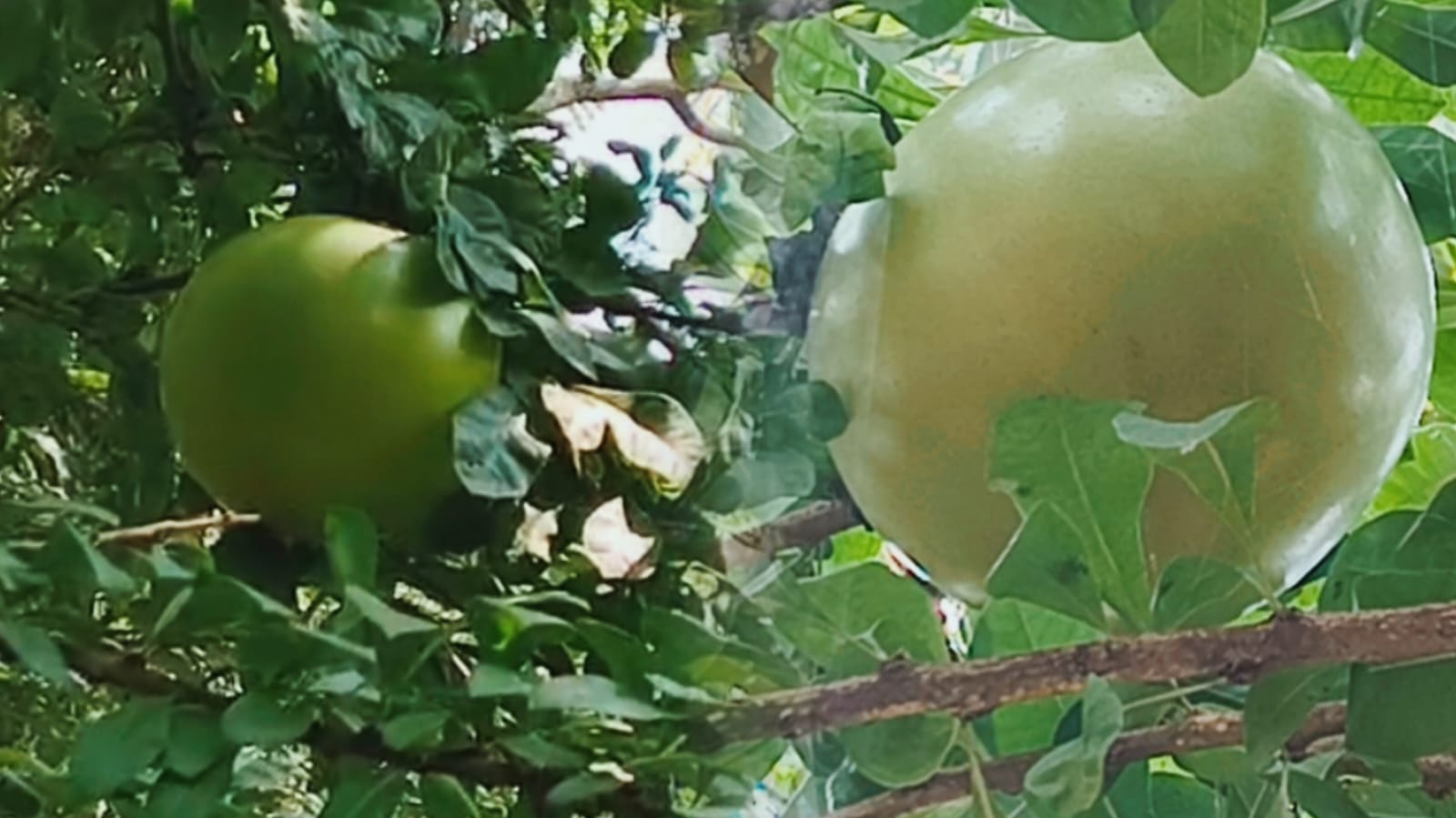 OMG! विशाल पेड़ पर फला कद्दू, है न अजब गजब