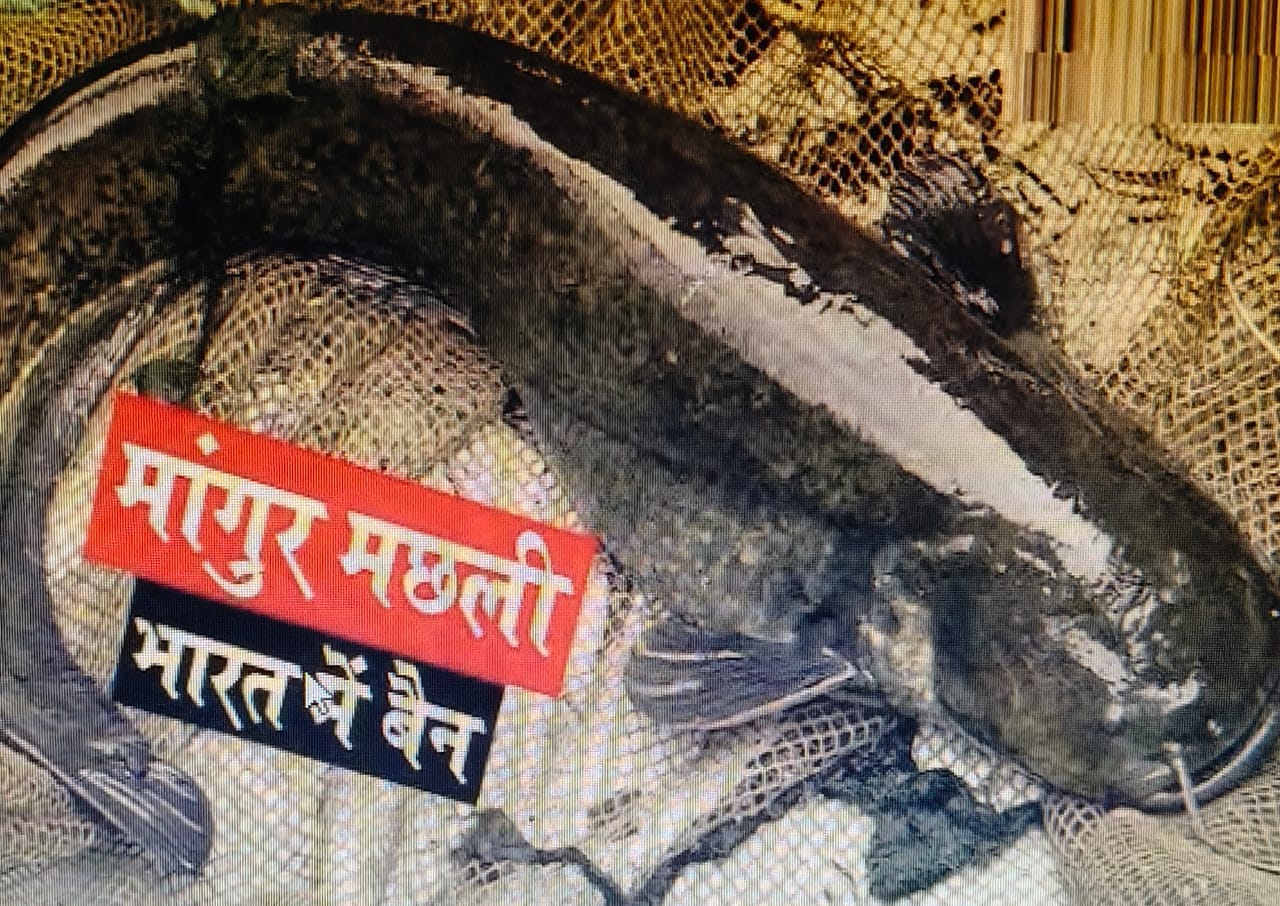 थाईलैंड की मांगुर मछली के तस्करों के अंगूठे पर पूरा सिस्टम, झारखंड भी कैसे हो रहा प्रभावित,क्या हो रहा असर, पढ़िए!