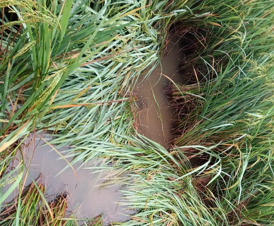 पाकुड़ में मोंथा तूफान का भारी असर, पिछले 48 घंटों से तेज़ हवा और बारिश से धान-आलू की फसलें चौपट, किसानों की बढ़ी चिंता