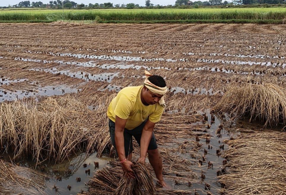 गोड्डा में मोंथा चक्रवात ने मचायी तबाही, हजारों एकड़ में लगी धान की फसल पानी में डूबी