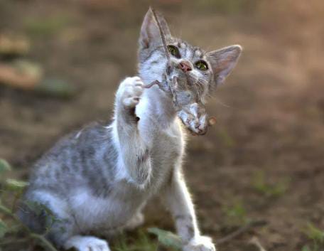 AI या रियल.... बिल्ली ने घात लगाकर किया चूहे का ऐसा शिकार कि दंग रह गए लोग,देखें-VIDEO