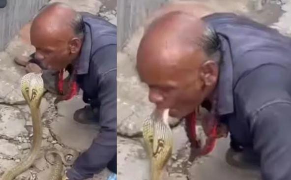 इस चाचा ने काले कोबरा के साथ ही कर लिया लिप लॉक, फिर जो हुआ देखकर सहम गए लोग, देखिए-VIDEO