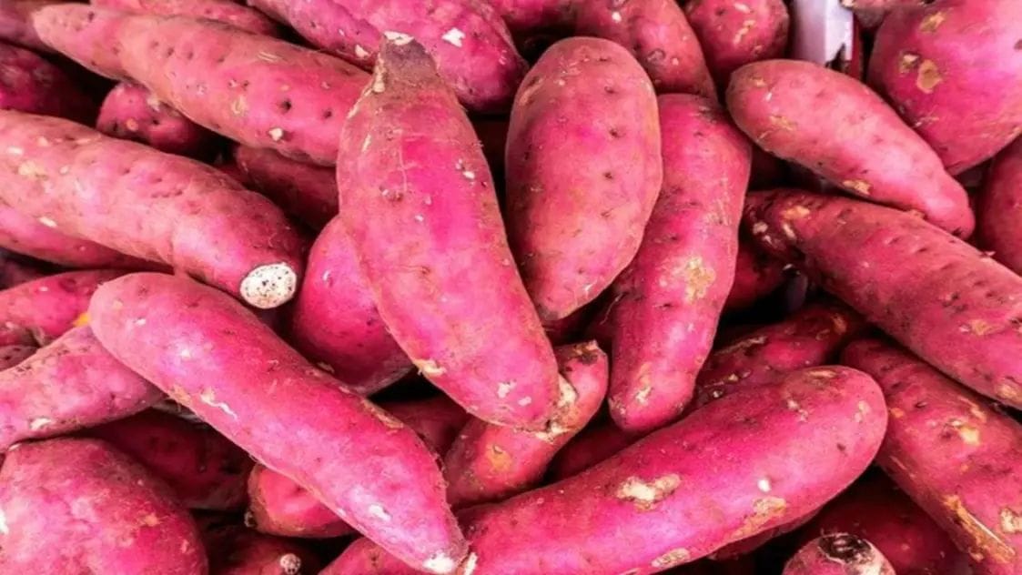 सर्दी में रोज़ खाएं शकरकंद, सेहत को मिलेगा सुपर बूस्ट, जानें इसके 5 कमाल के फायदे