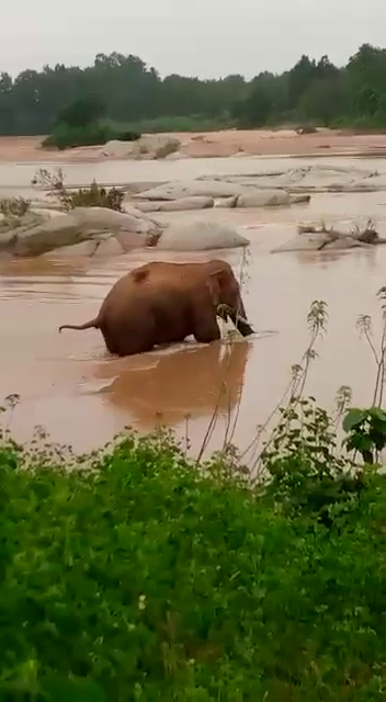 गुमला में गजराज का आतंक से दहशत, वन विभाग हुआ अलर्ट