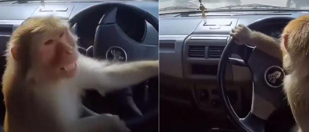 कार लेकर सड़क पर निकला बंदर फिर जो हुआ खुद ही देख लीजिए-VIDEO