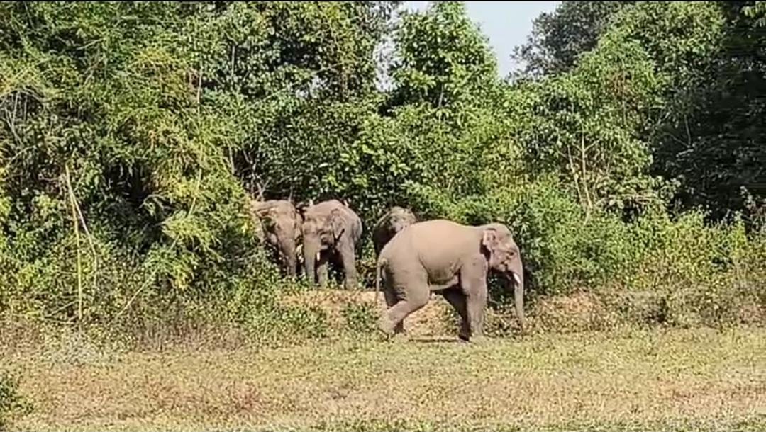 गुमला: भरनो के जंगल में घूम रहा हाथियों का बड़ा झुंड, धारा 144 लागू होने के बाद ग्रामीणों में दहशत