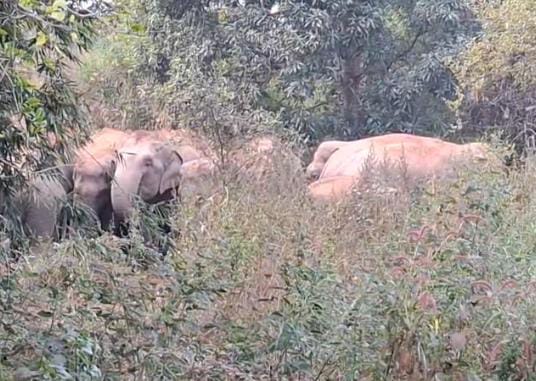 बिहार–झारखंड बॉर्डर पर हाथियों का तांडव, कई गांवों में फसलों को भारी नुकसान, दहशत में ग्रामीण