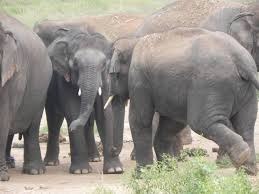 डेनमार्क की बंदूक झारखंड के हाथियों को भी कैसे कर सकेगी कंट्रोल, क्या होंगे फायदे!