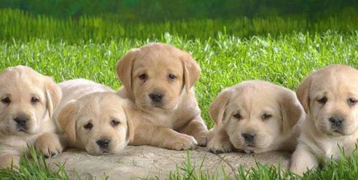 अरे गज़ब! फीमेल डॉगी ने दिया पांच नन्हे मेहमानों को जन्म, तो खुशी से मालिक ने किया कुछ ऐसा कि देखते रह गए लोग