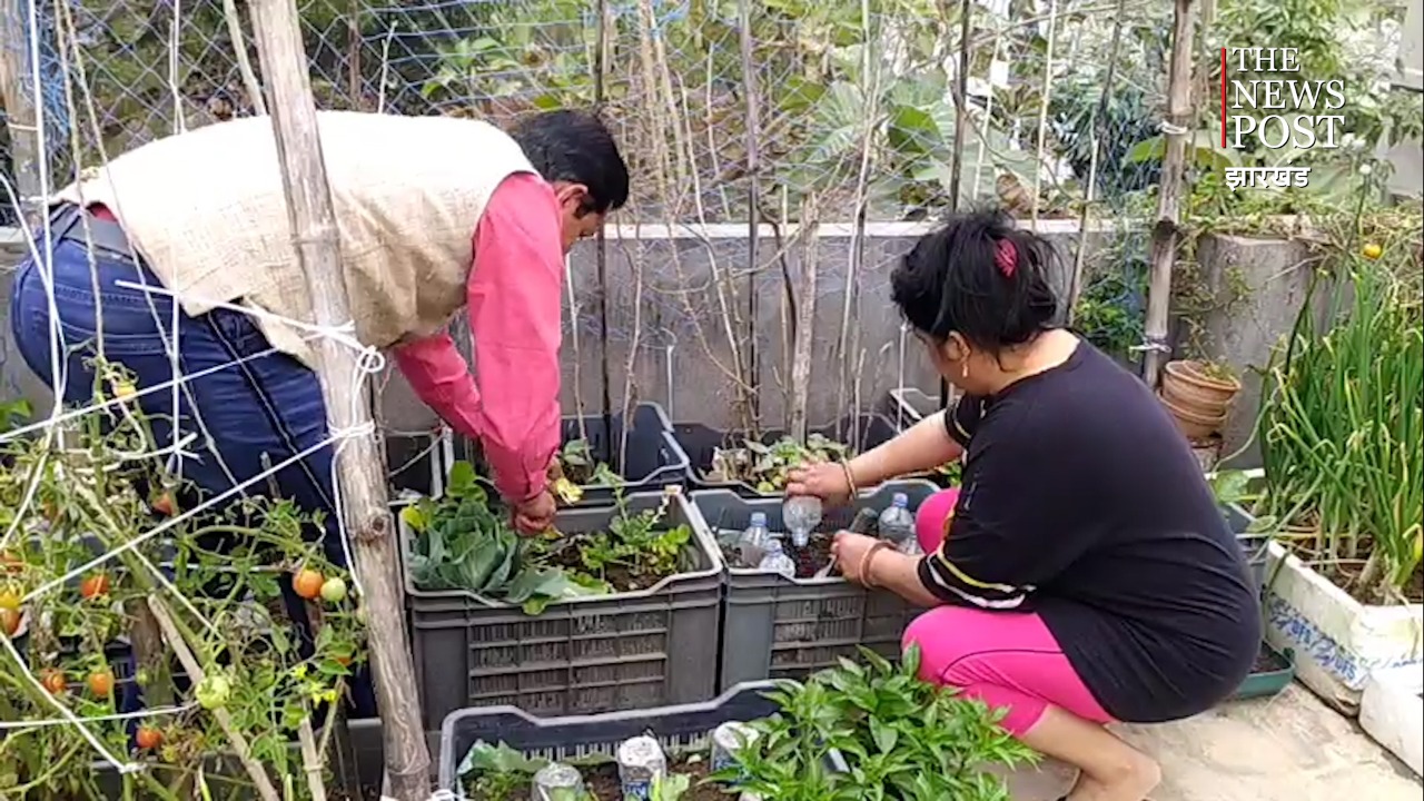 छत की बागवानी : सब्जी से चटनी, रायता, सलाद तक के लिए उगा रहे ऑर्गेनिक सब्जियां