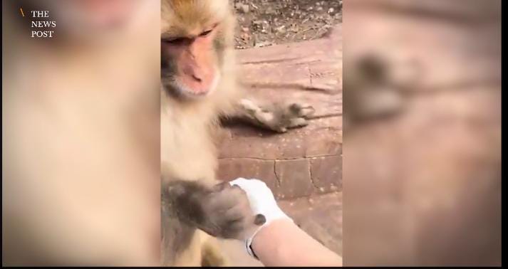 दिल खुश हो गया भाई! युवक के हाथ में कांटा चुभा देख पसीजा बंदर का दिल,फिर किया कुछ ऐसा कि VIRAL हो गया VIDEO