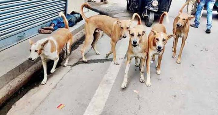 आवारा कुत्तो पर सरकार की दो टुक, डॉग बाइट हुई तो स्थानीय प्रशासन जिम्मेदार, हर महीने देनी होगी रिपोर्ट