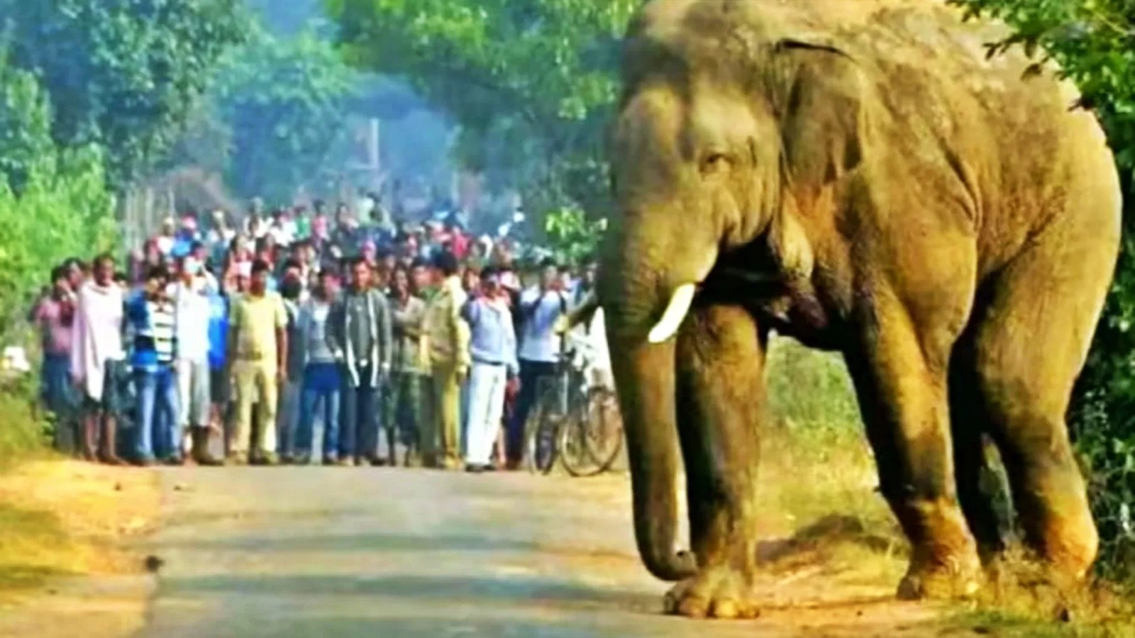 BREAKING: रामगढ़ में जंगली हाथी का तांडव, बीती रात 2 लोगों की हुई मौत, तीन दिनों में छह लोगों की गई जान