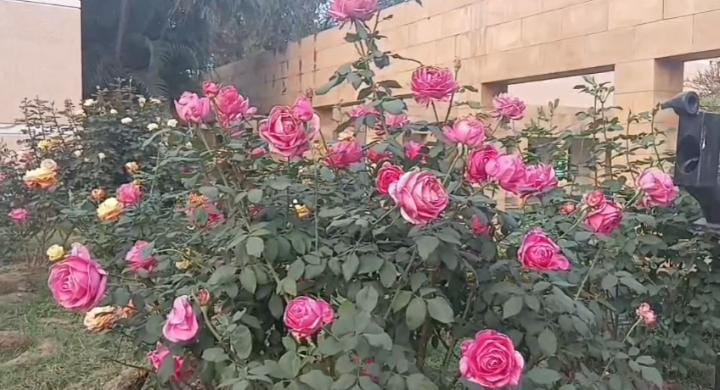 फिर खूबसूरत फूलों से गुलजार होगी लौहनगरी, 28 दिसंबर से गोपाल मैदान में लगने जा रहा है फ्लावर्स शो