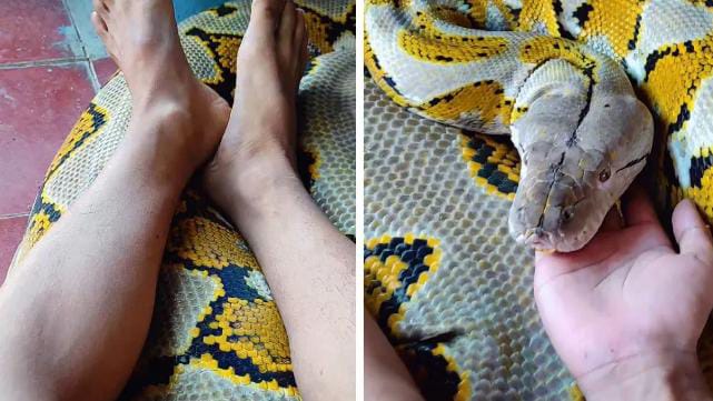 मौत से मटरगस्ती! जहरीले अजगर को युवक ने बनाया तकिया और सो गया सुकून की नींद, VIDEO देख माथा पीटने लगे लोग