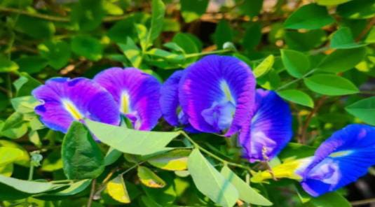 यदि घर में लगा दिया ये चमत्कारिक पौधा,तो रातों रात बदल जाएगी किस्मत, जानिए कैसे सुख-समृद्धि बढ़ाता है ये पौधा