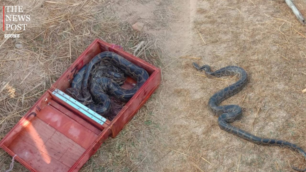 काठ के बक्से से खजाने की जगह निकला अजगर का बच्चा, गिरिडीह के देवरी में मचा हड़कंप