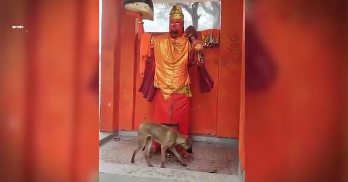 हनुमान जी का हैवी भक्त निकला ये कुत्ता ! लगातार 48 घंटे तक करता रहा बजरंगबली की परिक्रमा, देखिए-VIDEO