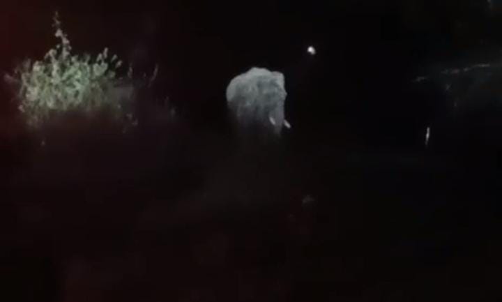 बड़ी खबर:22 लोगों की जान लेने के दो दिन बाद फिर मझगांव पहुंचा दंतैल हाथी, ग्रामीणों में दहशत