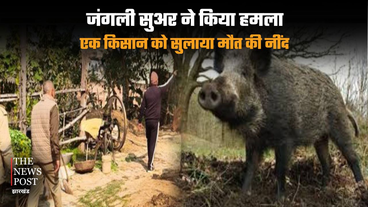 जंगली सुअर ने किया हमला, किसान को सुलाया मौत की नींद