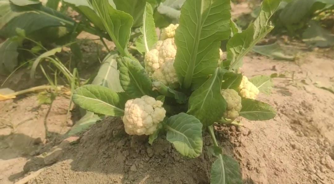 मधेपुरा में अजूबा गोभी की खेती बनी आकर्षण का केंद्र, एक पौधे में निकले छह फूल